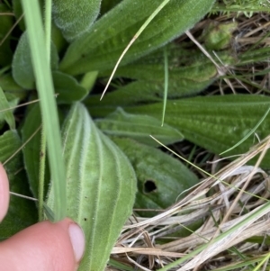 Plantago antarctica at Nurenmerenmong, NSW - 18 Jan 2023