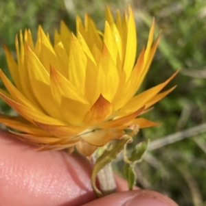 Xerochrysum subundulatum at Nurenmerenmong, NSW - 18 Jan 2023