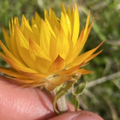 Xerochrysum subundulatum (Alpine Everlasting) at Nurenmerenmong, NSW - 18 Jan 2023 by NedJohnston