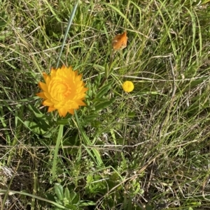 Xerochrysum subundulatum at Nurenmerenmong, NSW - 18 Jan 2023