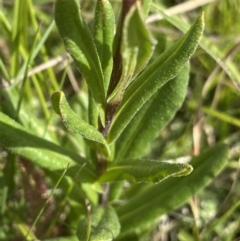 Xerochrysum subundulatum at Nurenmerenmong, NSW - 18 Jan 2023