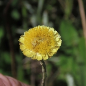 Coronidium gunnianum at Dry Plain, NSW - 15 Jan 2022