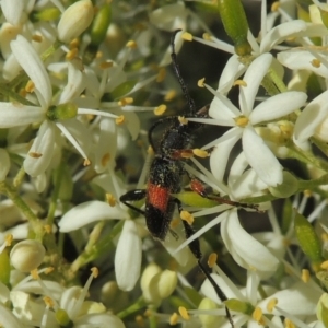 Obrida fascialis at Conder, ACT - 8 Jan 2023