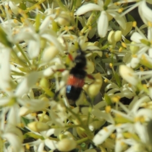 Obrida fascialis at Conder, ACT - 8 Jan 2023