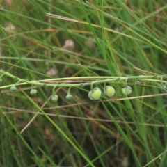 Hackelia suaveolens (Sweet Hounds Tongue) at Dry Plain, NSW - 15 Jan 2022 by AndyRoo