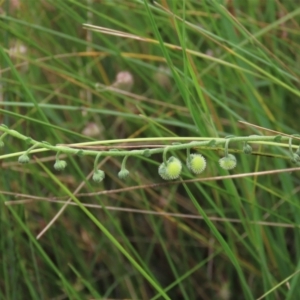 Hackelia suaveolens at Dry Plain, NSW - 15 Jan 2022 12:27 PM