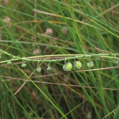 Hackelia suaveolens (Sweet Hounds Tongue) at Dry Plain, NSW - 15 Jan 2022 by AndyRoo