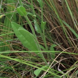 Hackelia suaveolens at Dry Plain, NSW - 15 Jan 2022 12:27 PM