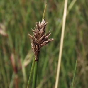 Carex sp. at Dry Plain, NSW - 15 Jan 2022 12:33 PM