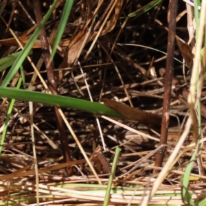 Carex sp. at Dry Plain, NSW - 15 Jan 2022 12:33 PM