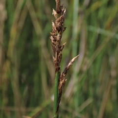 Carex sp. at Dry Plain, NSW - 15 Jan 2022 12:33 PM