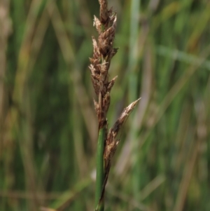 Carex sp. at Dry Plain, NSW - 15 Jan 2022 12:33 PM