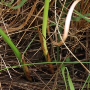 Carex sp. at Dry Plain, NSW - 15 Jan 2022 12:33 PM