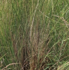 Carex sp. at Dry Plain, NSW - 15 Jan 2022 12:33 PM