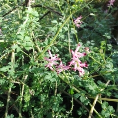 Fumaria sp. (Fumitory) at The Pinnacle - 28 Jun 2023 by sangio7