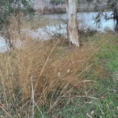 Asparagus officinalis (Asparagus) at Tennent, ACT - 27 Jun 2023 by dwise