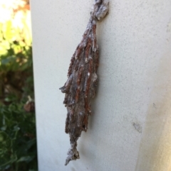 Metura elongatus (Saunders' case moth) at Nicholls, ACT - 29 Jun 2023 by RayH