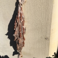 Metura elongatus at Nicholls, ACT - suppressed