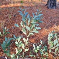 Acacia penninervis var. penninervis (Hickory Wattle) at Isaacs, ACT - 29 Jun 2023 by Mike