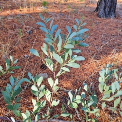 Acacia penninervis var. penninervis (Hickory Wattle) at Isaacs, ACT - 29 Jun 2023 by Mike