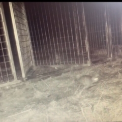 Rattus rattus at Paddys River, ACT - suppressed