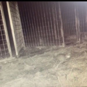 Rattus rattus at Paddys River, ACT - suppressed