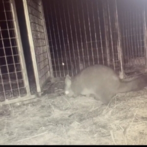 Rattus rattus at Paddys River, ACT - suppressed