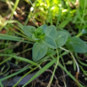 Lysimachia arvensis at Watson, ACT - 26 Jun 2023 10:37 AM