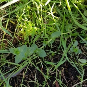 Lysimachia arvensis at Watson, ACT - 26 Jun 2023