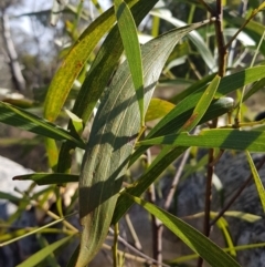 Acacia implexa at Watson, ACT - 26 Jun 2023