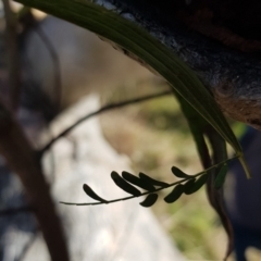 Acacia implexa at Watson, ACT - 26 Jun 2023