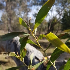 Acacia implexa at Watson, ACT - 26 Jun 2023 11:17 AM