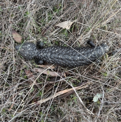 Tiliqua rugosa (Shingleback Lizard) at Throsby, ACT - 29 Jun 2023 by SimoneC