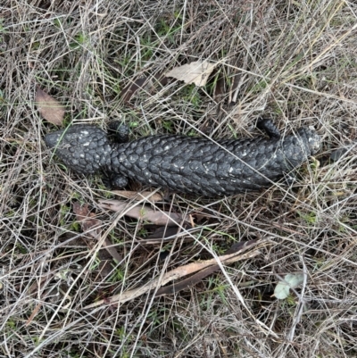 Tiliqua rugosa (Shingleback Lizard) at Throsby, ACT - 29 Jun 2023 by SimoneC