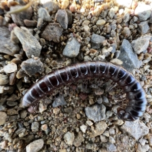 Paradoxosomatidae sp. (family) at Harrison, ACT - 29 Jun 2023