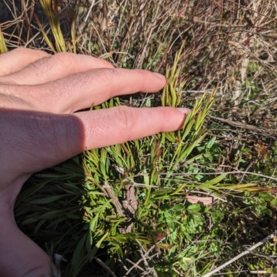 Exocarpos cupressiformis (Cherry Ballart) at Hackett, ACT - 29 Jun 2023 by WalterEgo