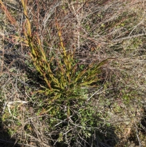 Exocarpos cupressiformis at Hackett, ACT - 29 Jun 2023