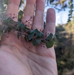 Acacia pravissima at Watson, ACT - 17 Jun 2023