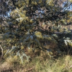 Acacia baileyana (Cootamundra Wattle, Golden Mimosa) at Watson, ACT - 17 Jun 2023 by WalterEgo