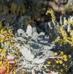 Acacia baileyana at Watson, ACT - 17 Jun 2023