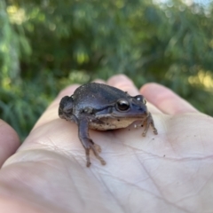 Litoria verreauxii verreauxii (Whistling Tree-frog) at Bundanoon, NSW - 29 Jun 2023 by ESP
