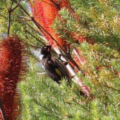 Phylidonyris novaehollandiae (New Holland Honeyeater) at Bonython, ACT - 29 Jun 2023 by RodDeb