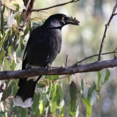 Strepera graculina (Pied Currawong) at Stranger Pond - 29 Jun 2023 by RodDeb