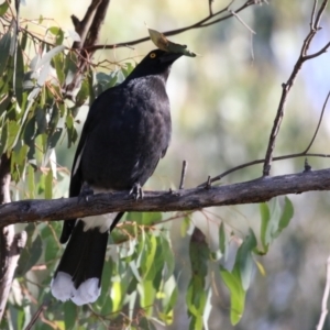 Strepera graculina at Bonython, ACT - 29 Jun 2023 01:55 PM