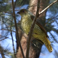 Ptilonorhynchus violaceus (Satin Bowerbird) at Stranger Pond - 29 Jun 2023 by RodDeb