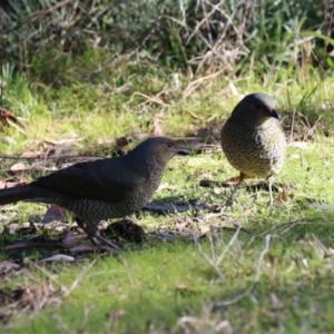 Ptilonorhynchus violaceus at Bonython, ACT - 29 Jun 2023