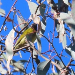 Nesoptilotis leucotis (White-eared Honeyeater) at Stranger Pond - 29 Jun 2023 by RodDeb