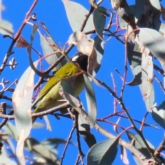 Nesoptilotis leucotis at Bonython, ACT - 29 Jun 2023 12:59 PM