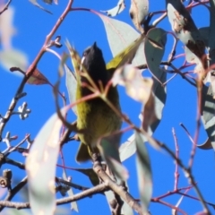 Nesoptilotis leucotis at Bonython, ACT - 29 Jun 2023