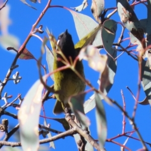 Nesoptilotis leucotis at Bonython, ACT - 29 Jun 2023